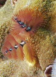 Beautiful macro photography to be found in Roatan. This i... by Steven Anderson 